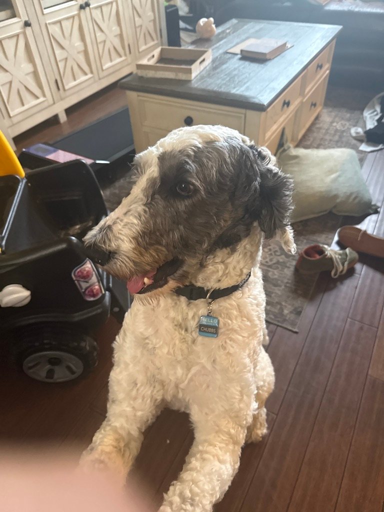 Chubbs, the family's sheepadoodle