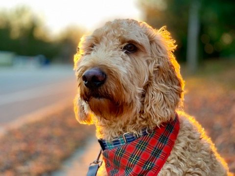 The family's goldendoodle in a plaid bandana